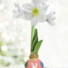 Menu Hippity Hoppity Waxed Amaryllis