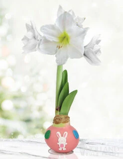 Menu Hippity Hoppity Waxed Amaryllis