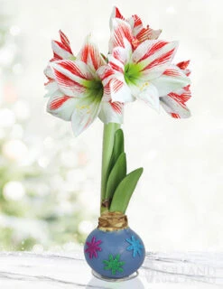 Menu Flower Power Waxed Amaryllis