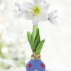 Menu Patriotic Waxed Amaryllis -Holland Bulb Farms 92430 patriotic waxed amaryllis
