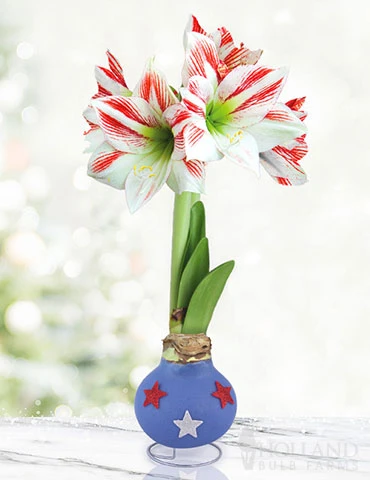 Menu Red White & Bloom Waxed Amaryllis 3 Menu Red White & Bloom Waxed Amaryllis
