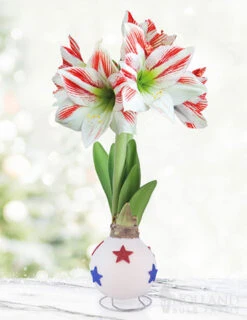 Menu American Pride Waxed Amaryllis
