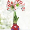 Menu Old Glory Waxed Amaryllis -Holland Bulb Farms 92437 old glory waxed amaryllis