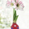 Menu Independence Day Waxed Amaryllis -Holland Bulb Farms 92438 independence day waxed amaryllis