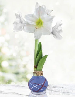 Menu High Flying Flag Picasso Waxed Amaryllis