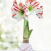 Menu Backyard BBQ Picasso Waxed Amaryllis -Holland Bulb Farms 92440 backyard bbq waxed amaryllis