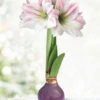 Menu Peaceful Purple Waxed Amaryllis -Holland Bulb Farms 92443 peaceful purple waxed amaryllis