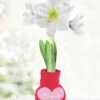 Menu Amore Sweater Amaryllis -Holland Bulb Farms 92444 loving heart sweater amaryllis 1