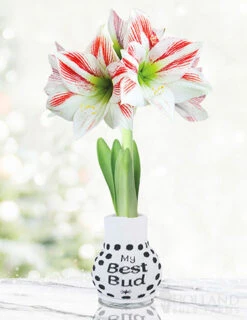 Menu Flower Love Forever Sweater Amaryllis Collection 12 Menu Flower Love Forever Sweater Amaryllis Collection -Holland Bulb Farms 92445 best bud amorice 1