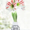 Menu Besties Sweater Amaryllis -Holland Bulb Farms 92445 best bud amorice