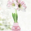 Menu Lovebud Sweater Amaryllis -Holland Bulb Farms 92447 hearts delight apple blossom