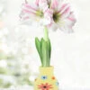 Menu Flower Power Sweater Amaryllis -Holland Bulb Farms 92448 sunshine daydream apple blossom 1