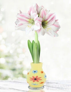 Menu Flower Love Forever Sweater Amaryllis Collection 14 Menu Flower Love Forever Sweater Amaryllis Collection -Holland Bulb Farms 92448 sunshine daydream apple blossom