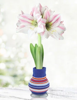 Menu Whirlwind Sweater Amaryllis