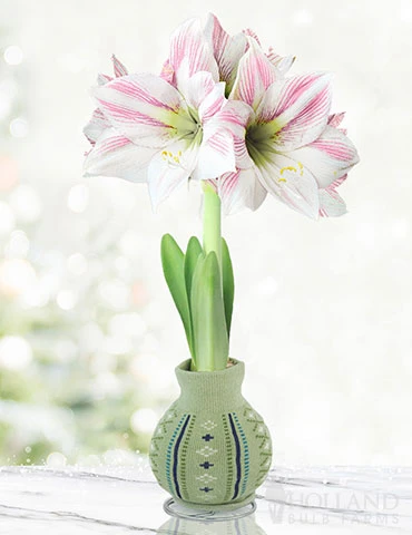 Menu Sage Advice Sweater Amaryllis 3 Menu Sage Advice Sweater Amaryllis