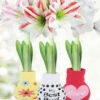 Menu Flower Love Forever Sweater Amaryllis Collection -Holland Bulb Farms 92451 flower love forever collection