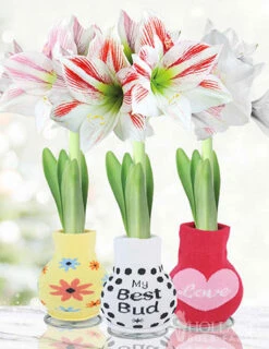 Menu Flower Love Forever Sweater Amaryllis Collection