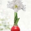 Menu Merry And Bright Waxed Amaryllis -Holland Bulb Farms 92452 merry and bright