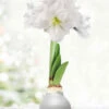 Menu Sparkle And Shine Waxed Amaryllis -Holland Bulb Farms 92453 sparkle and shine