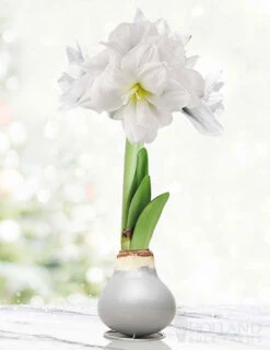 Menu Sparkle And Shine Waxed Amaryllis