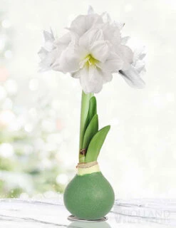 Menu Star Light Waxed Amaryllis