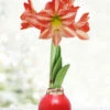 Menu Yuletide Waxed Amaryllis -Holland Bulb Farms 92455 yuletide