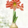 Menu Rejoice Waxed Amaryllis 2 Menu Rejoice Waxed Amaryllis -Holland Bulb Farms 92456 rejoice