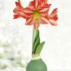 Menu Holiday Traditions Waxed Amaryllis -Holland Bulb Farms 92457 holiday traditions
