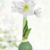 Menu Pristine Forest Waxed Amaryllis -Holland Bulb Farms 92458 pristine forest