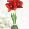 Menu Rolling Meadows Waxed Amaryllis -Holland Bulb Farms 92460 rolling meadows