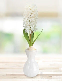 Menu Hyacinth Forcing Kit Collection -Holland Bulb Farms 93108 carnegie hyacinth