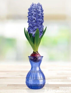 Menu Hyacinth Forcing Kit Collection -Holland Bulb Farms 93109 delft blue hyacinth 2