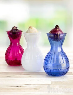 Menu Hyacinth Forcing Kit Collection