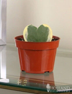 Menu Hoya Sweetheart Houseplant -Holland Bulb Farms 95000 hoya sweetheart houseplant 3