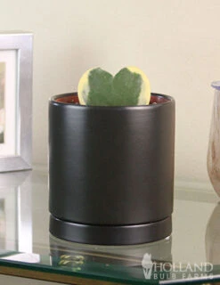 Menu Hoya Sweetheart Houseplant -Holland Bulb Farms 95000 hoya sweetheart houseplant 4