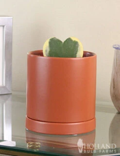 Menu Hoya Sweetheart Houseplant -Holland Bulb Farms 95000 hoya sweetheart houseplant 5