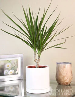 Menu Dracaena Marginata Cane Houseplant -Holland Bulb Farms 95001 dracaena marginata cane houseplant 6
