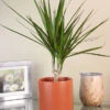 Menu Dracaena Marginata Cane Houseplant -Holland Bulb Farms 95001 dracaena marginata cane houseplant 7