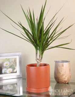 Menu Dracaena Marginata Cane Houseplant