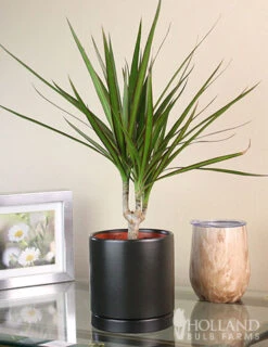 Menu Dracaena Marginata Cane Houseplant -Holland Bulb Farms 95001 dracaena marginata cane houseplant 8