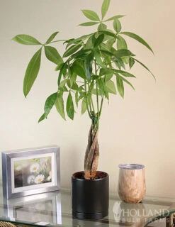 Menu Braided Money Tree Houseplant