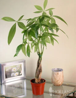 Menu Braided Money Tree Houseplant -Holland Bulb Farms 95002 braided money plant
