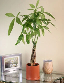 Menu Braided Money Tree Houseplant -Holland Bulb Farms 95002 braided money plant 4