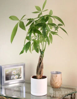 Menu Braided Money Tree Houseplant -Holland Bulb Farms 95002 braided money plant 5