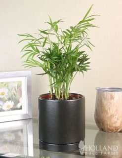 Menu Parlor Palm Houseplant