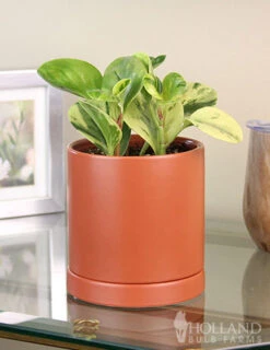 Menu Peperomia Marble Houseplant -Holland Bulb Farms 95004 peperomia marble houseplant 3