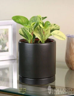 Menu Peperomia Marble Houseplant -Holland Bulb Farms 95004 peperomia marble houseplant 4