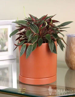 Menu Peperomia Rosso Houseplant -Holland Bulb Farms 95005 peperomia rosso houseplant 2