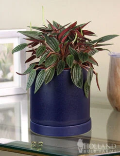 Menu Peperomia Rosso Houseplant