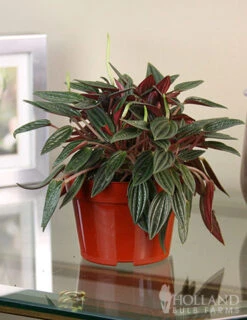 Menu Peperomia Rosso Houseplant -Holland Bulb Farms 95005 peperomia rosso houseplant 4